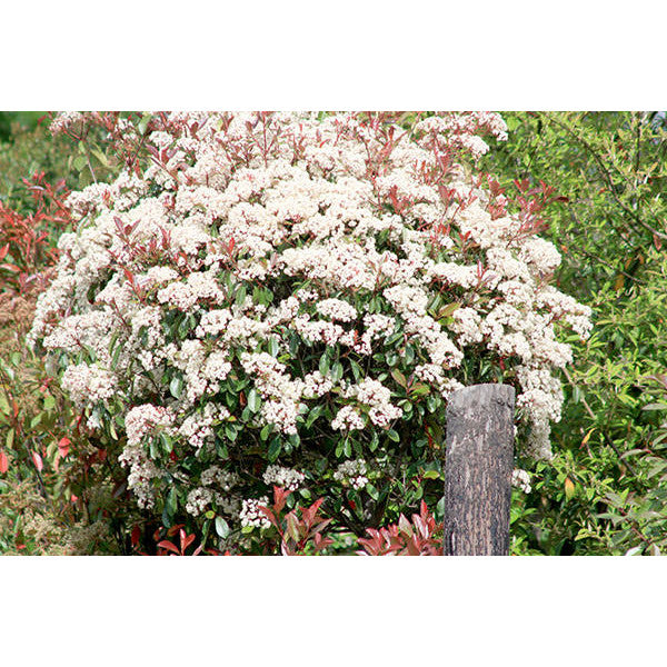 Photinia x fraseri 'Red Robin'