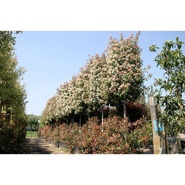 Photinia x fraseri 'Red Robin'