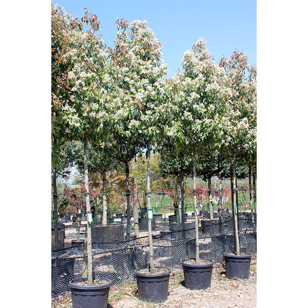 Photinia x fraseri 'Red Robin'