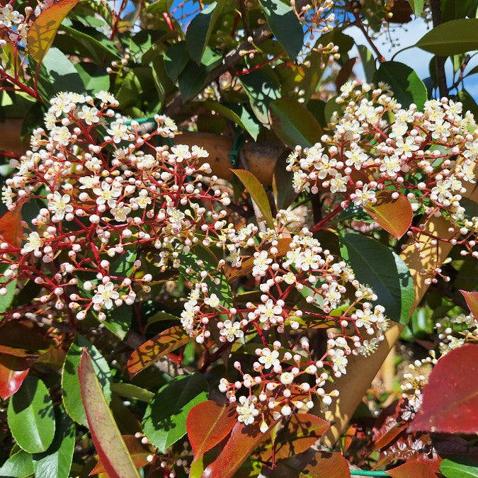 Photinia x fraseri 'Red Robin'