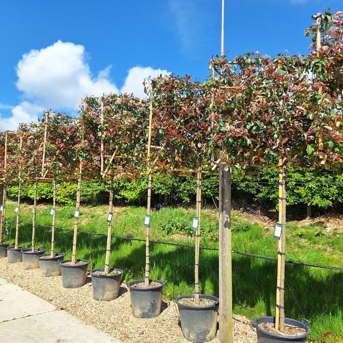 Photinia x fraseri 'Red Robin'