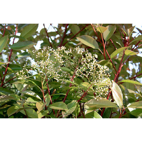 Photinia x fraseri 'Red Robin'