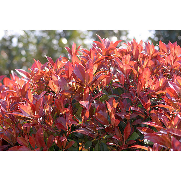 Photinia x fraseri 'Red Robin'