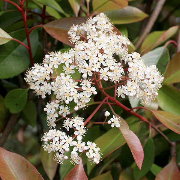 Photinia x fraseri 'Red Robin'