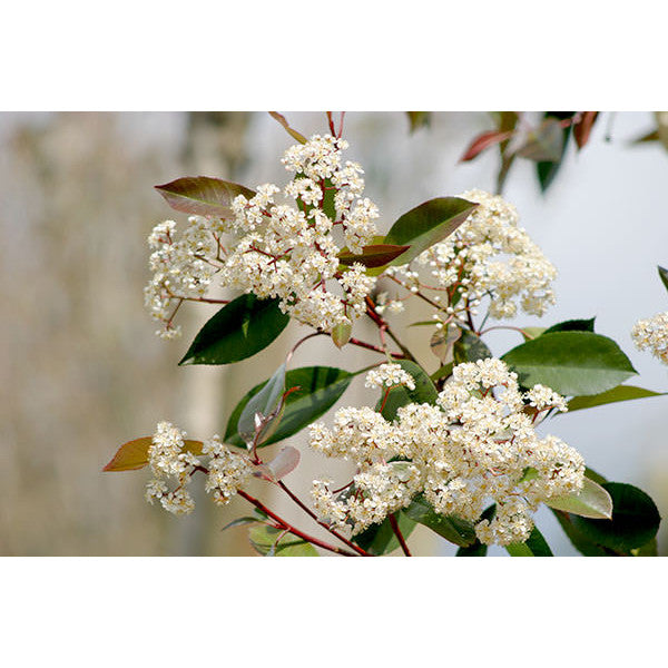 Photinia x fraseri 'Red Robin'