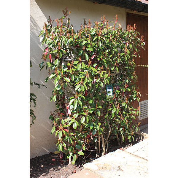 Photinia x fras. 'Red Robin' (Pleached)