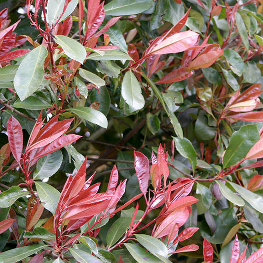 Photinia x fras. 'Red Robin' (Pleached)