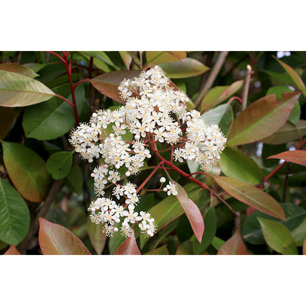 Photinia x fras. 'Red Robin' (Pleached)