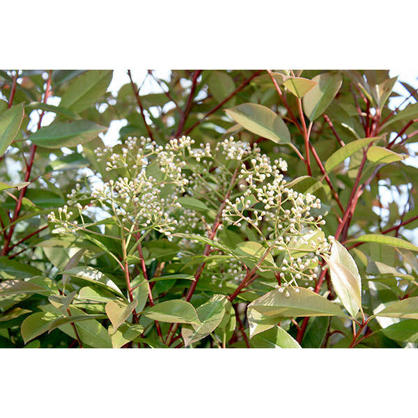 Photinia x fras. 'Red Robin' (Pleached)