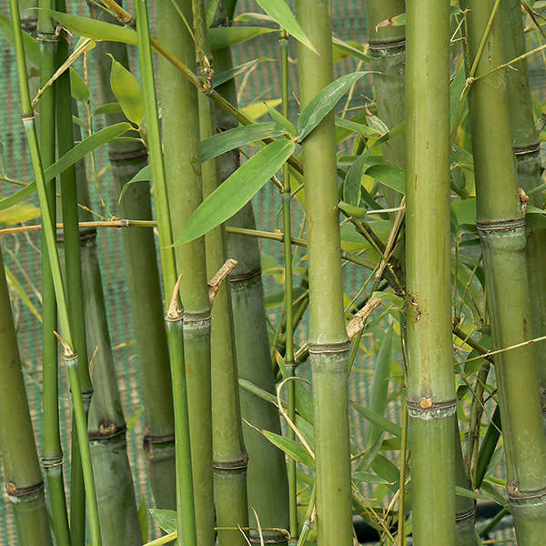 Phyllostachys aurea
