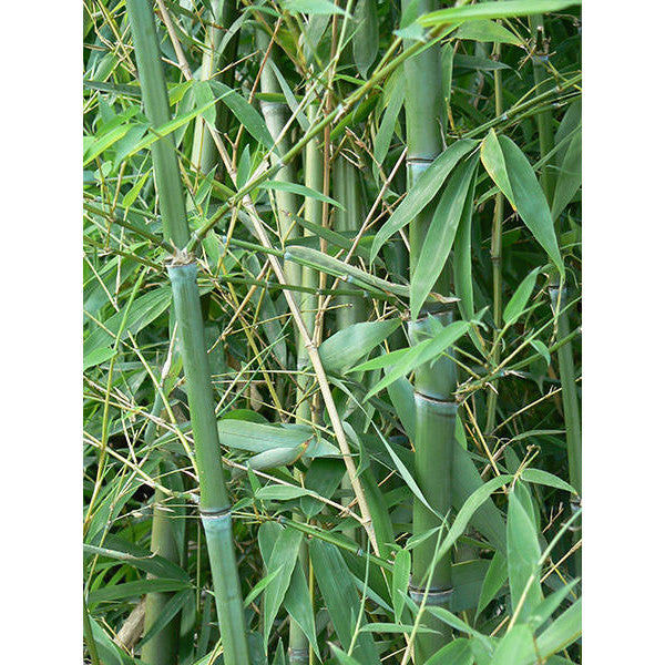 Phyllostachys aurea