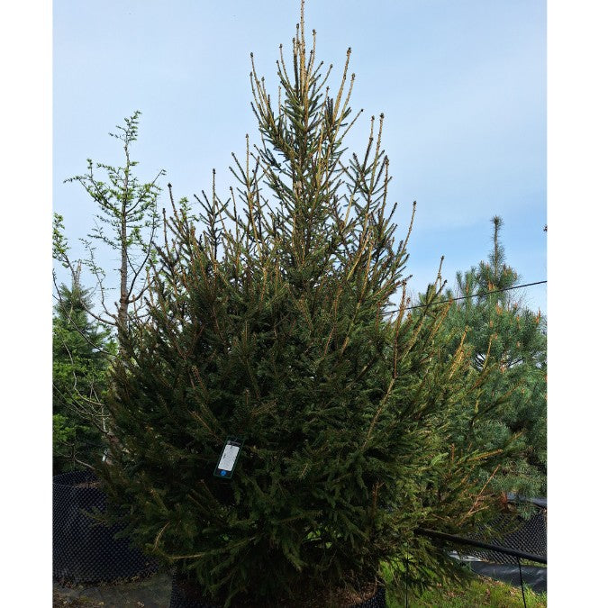 Picea abies