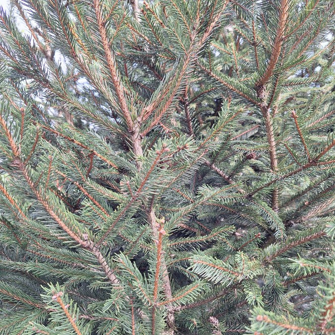 Picea abies