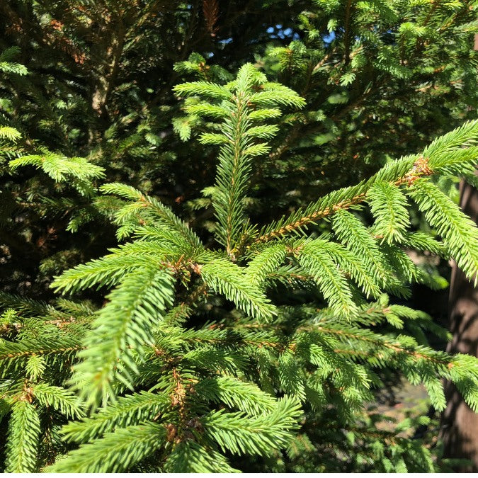 Picea abies