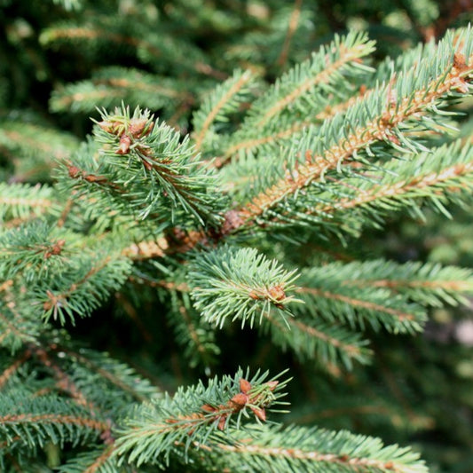 Picea abies