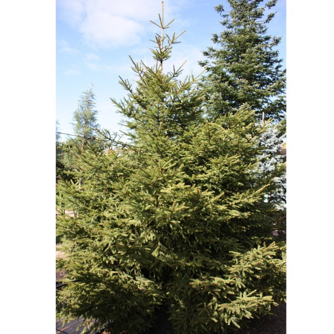 Picea abies
