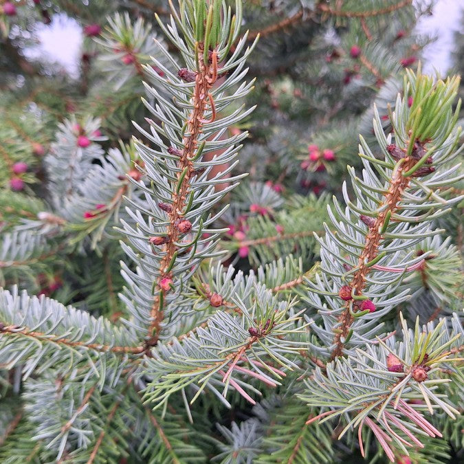 Picea omorika