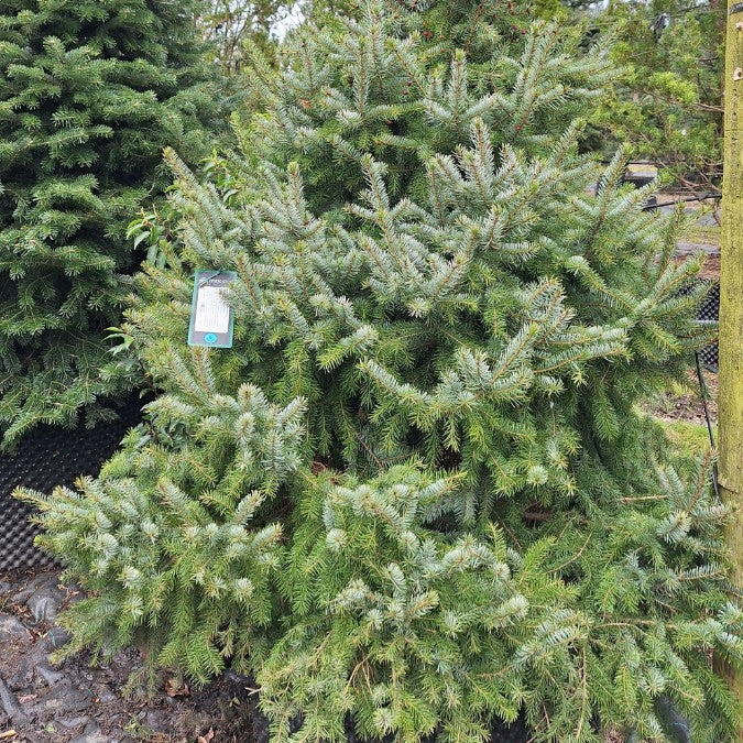 Picea omorika