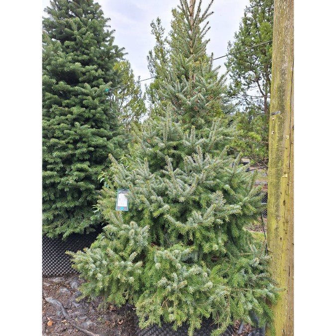 Picea omorika