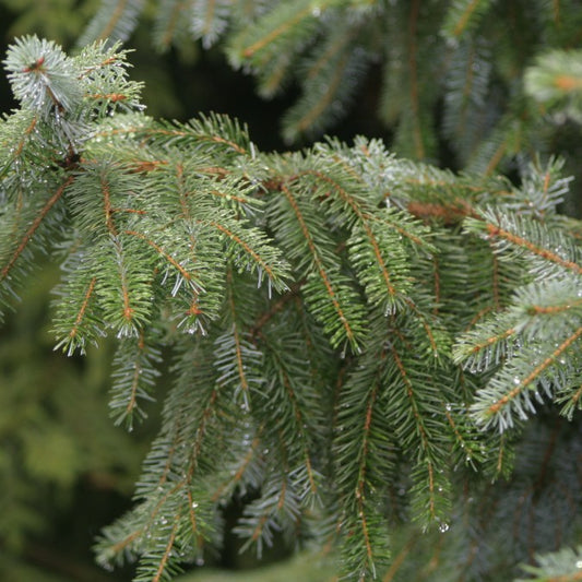 Picea omorika