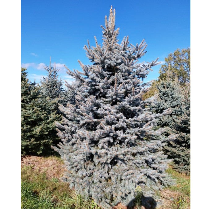 Picea pungens