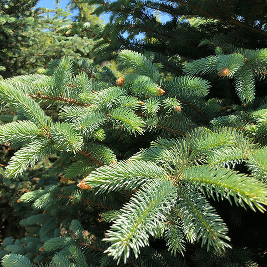 Picea pungens