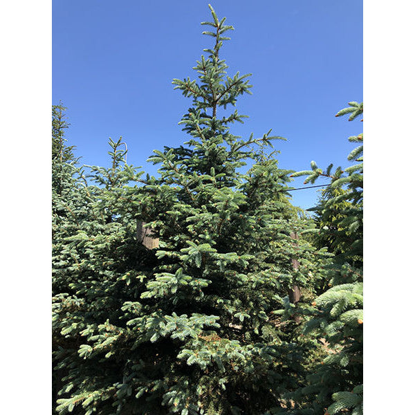 Picea pungens