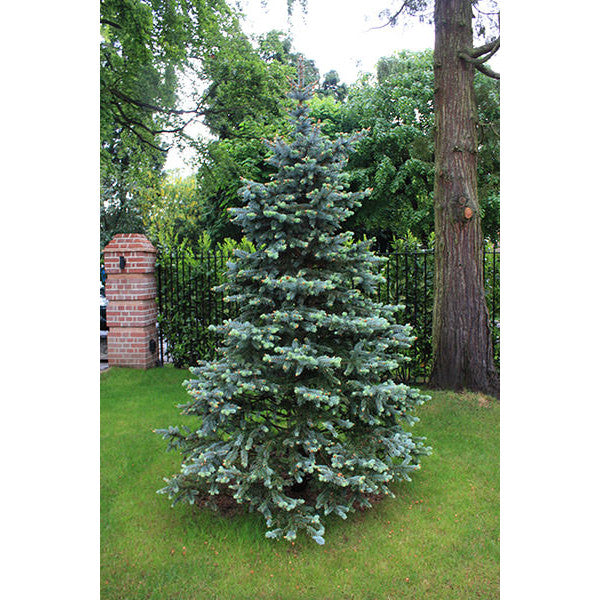 Picea pungens 'Hoopsii'