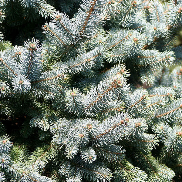 Picea pungens 'Hoopsii'