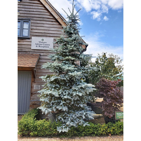 Picea pungens 'Hoopsii'