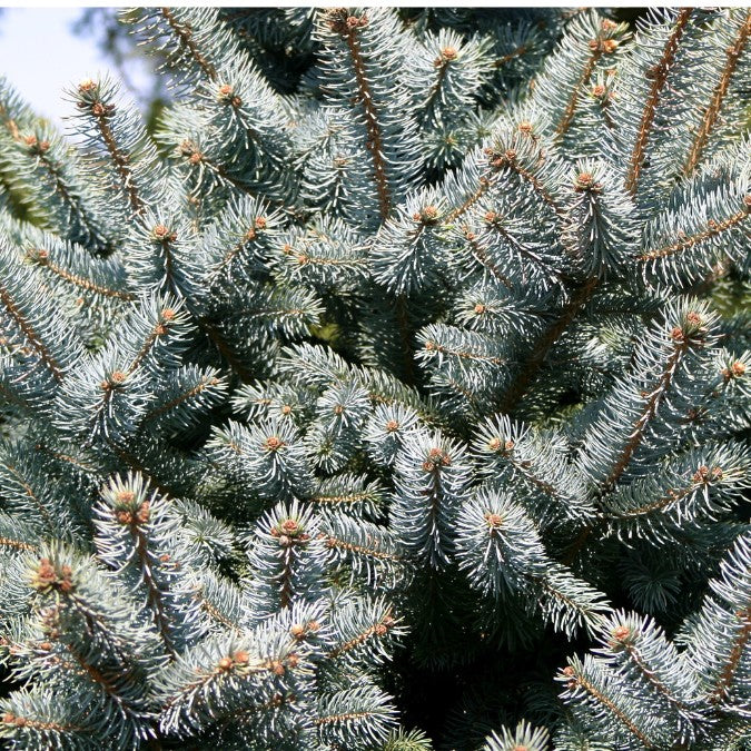 Picea pungens 'Hoopsii'