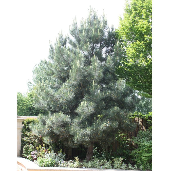 Pinus nigra ssp. nigra