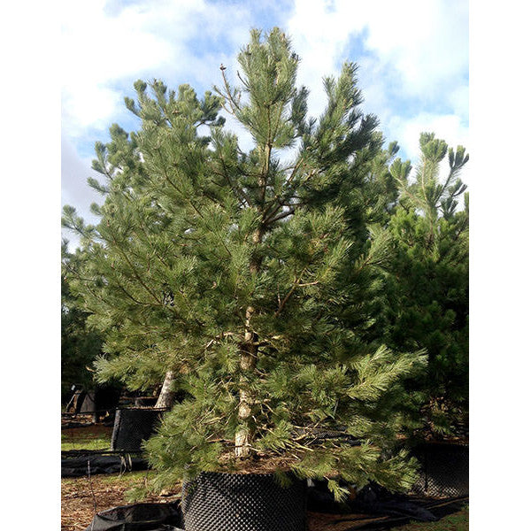 Pinus nigra ssp. nigra