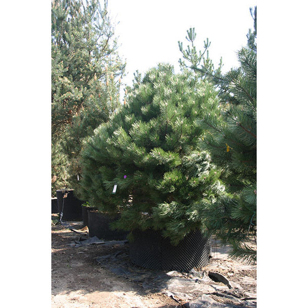 Pinus nigra ssp. nigra