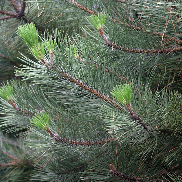 Pinus nigra ssp. nigra