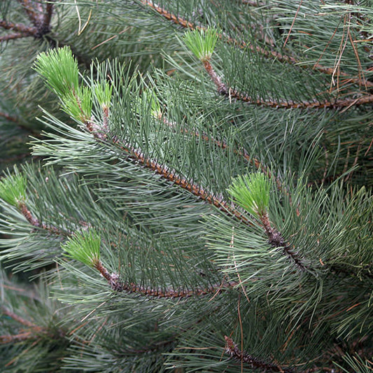 Pinus nigra ssp. nigra