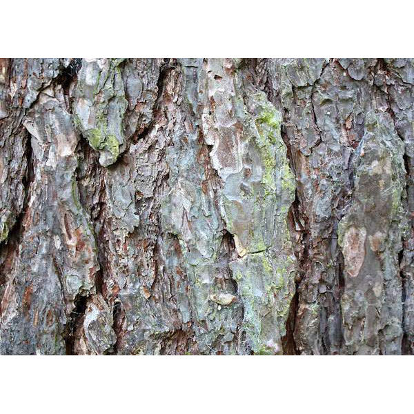 Pinus nigra ssp. nigra