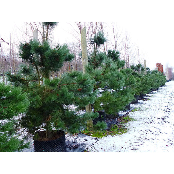 Pinus nigra ssp. nigra