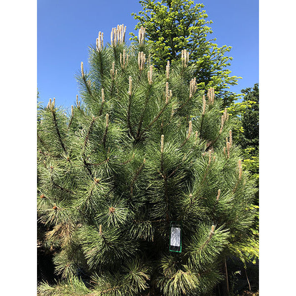 Pinus nigra ssp. nigra