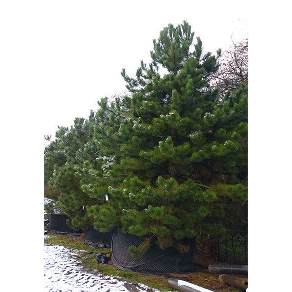 Pinus nigra ssp. nigra