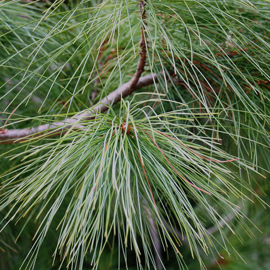 Pinus strobus