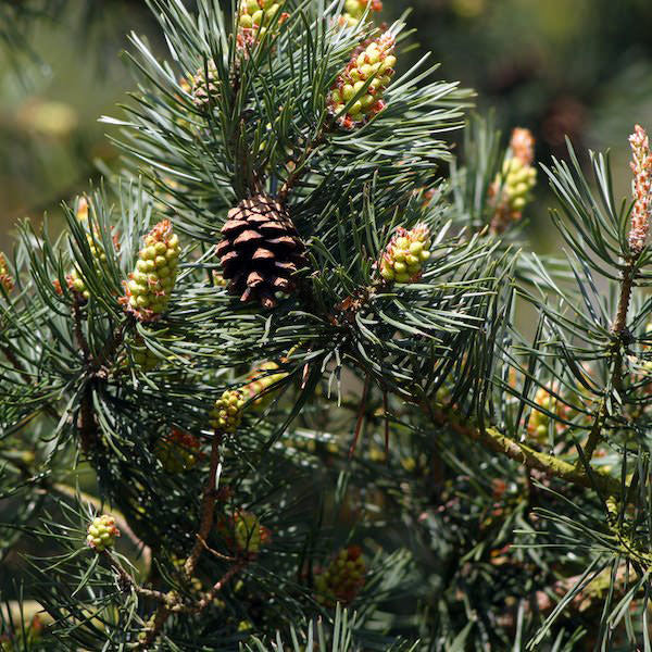 Pinus sylvestris