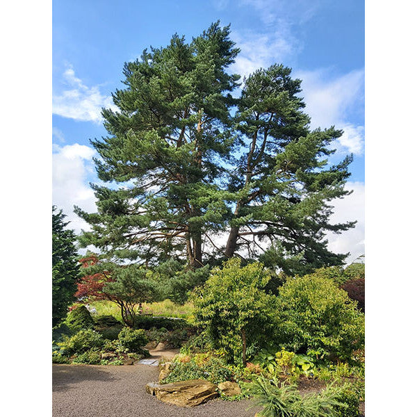 Pinus sylvestris