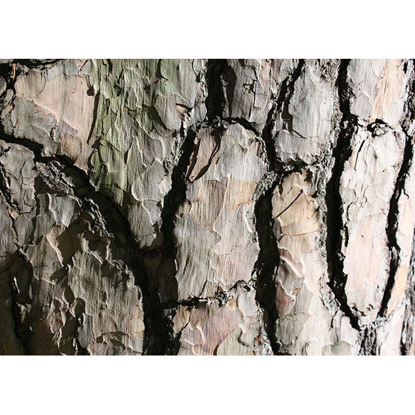 Pinus sylvestris