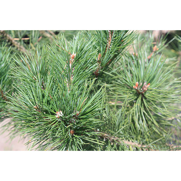 Pinus sylvestris