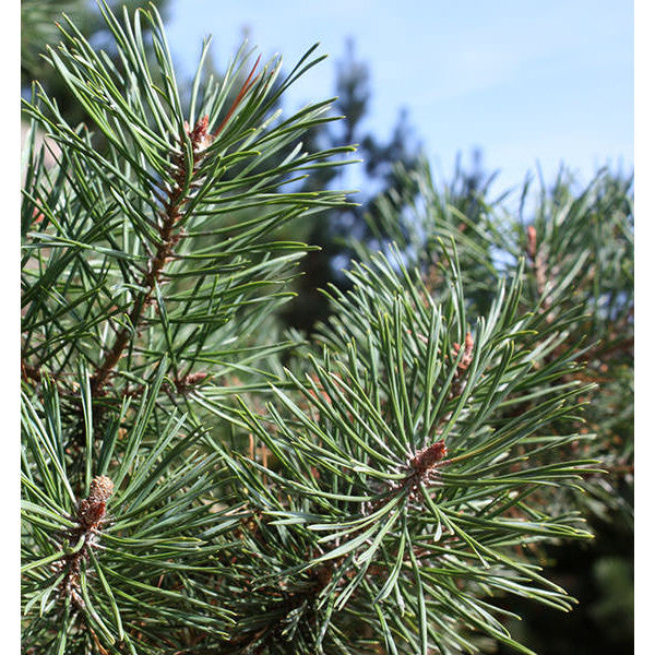 Pinus sylvestris