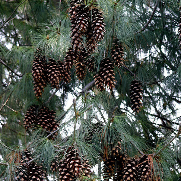 Pinus wallichiana