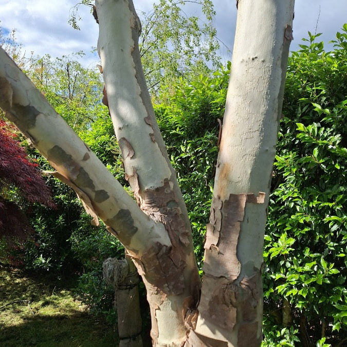 Platanus x hispanica