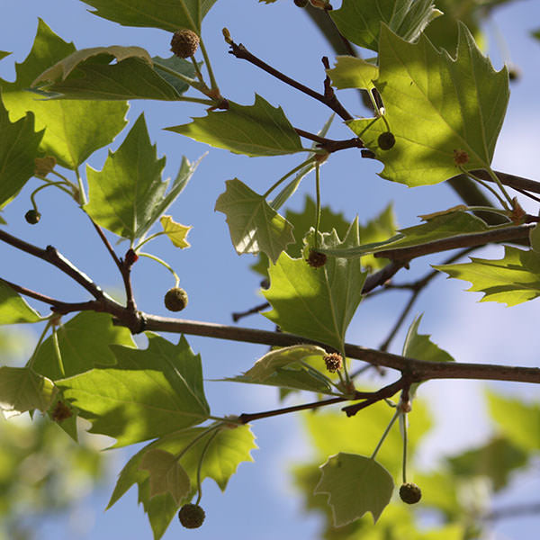 Platanus x hispanica