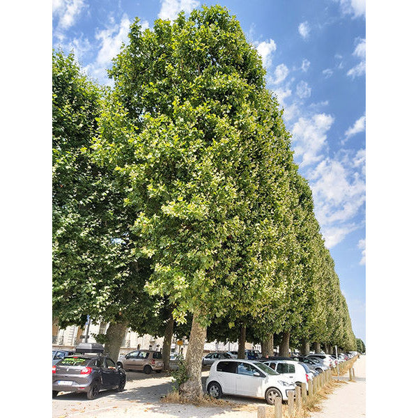 Platanus x hispanica